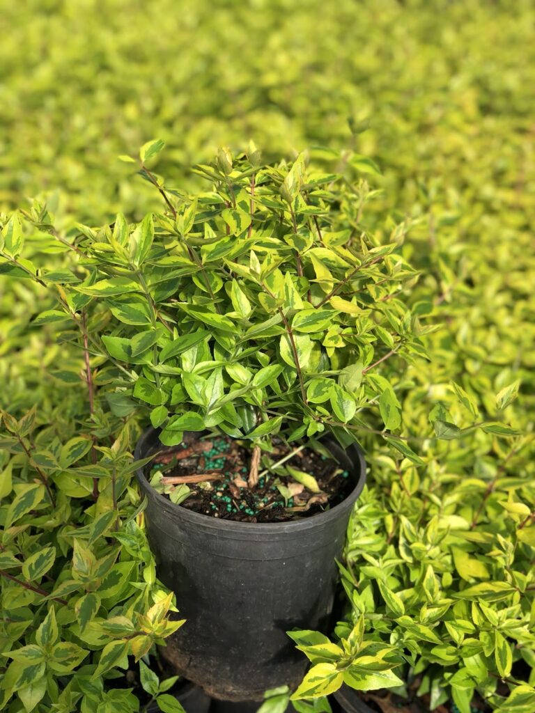 ISCC Nursery