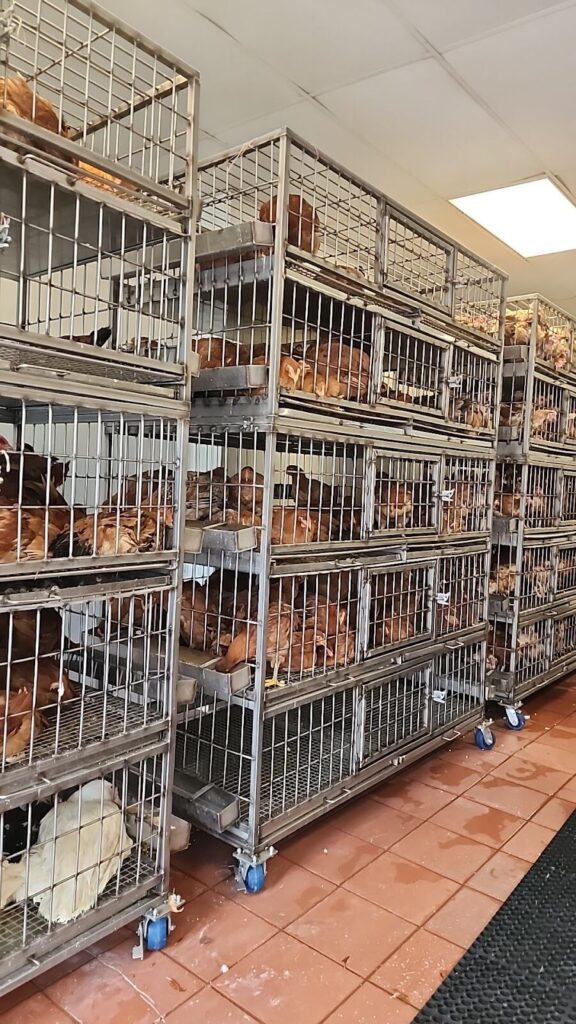 Western Live Poultry Market