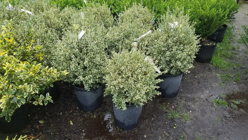 Vigliotti Landscape Service Center